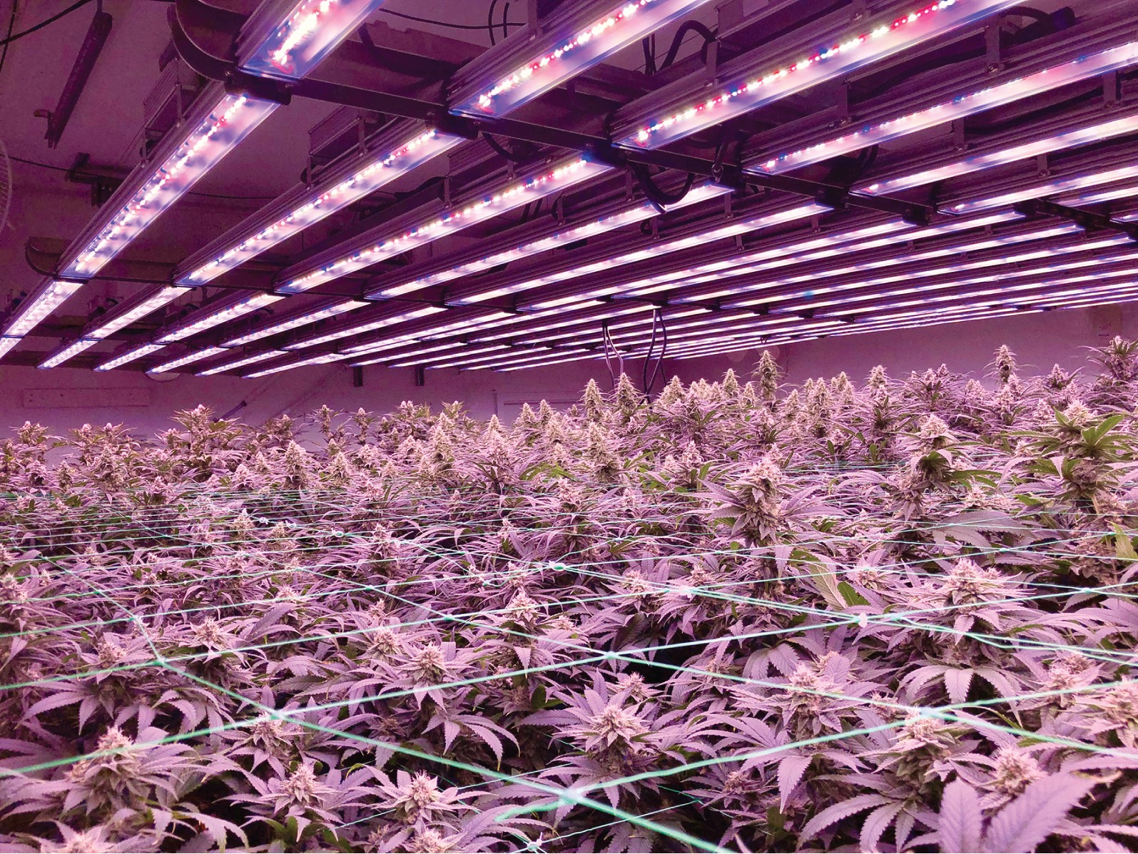 Greenhouse lighting case
