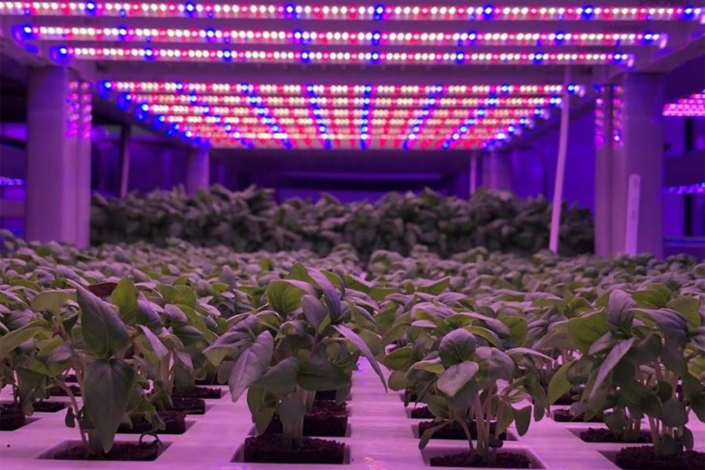 Why LED Grow Lights are ideal for indoor plant cultivation？